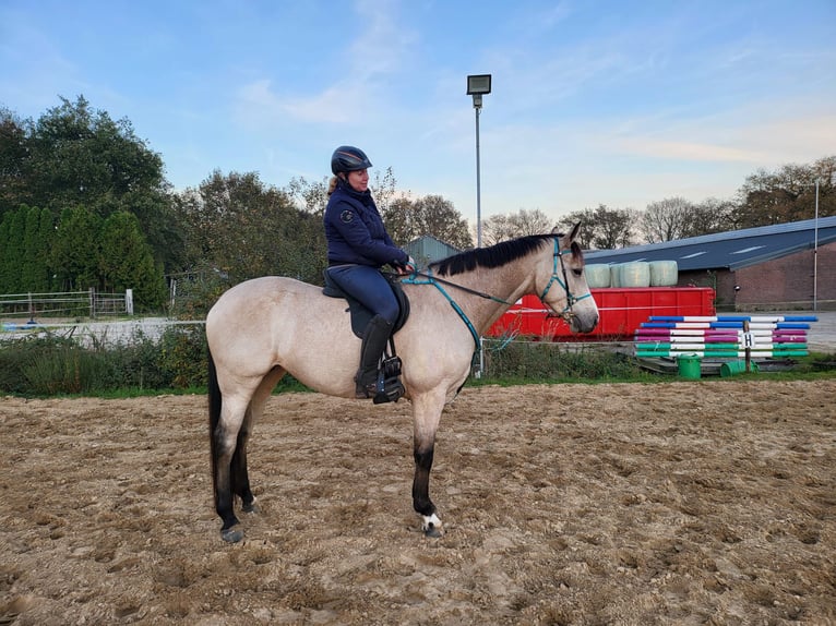 KWPN Jument 8 Ans 170 cm Buckskin in Wapse