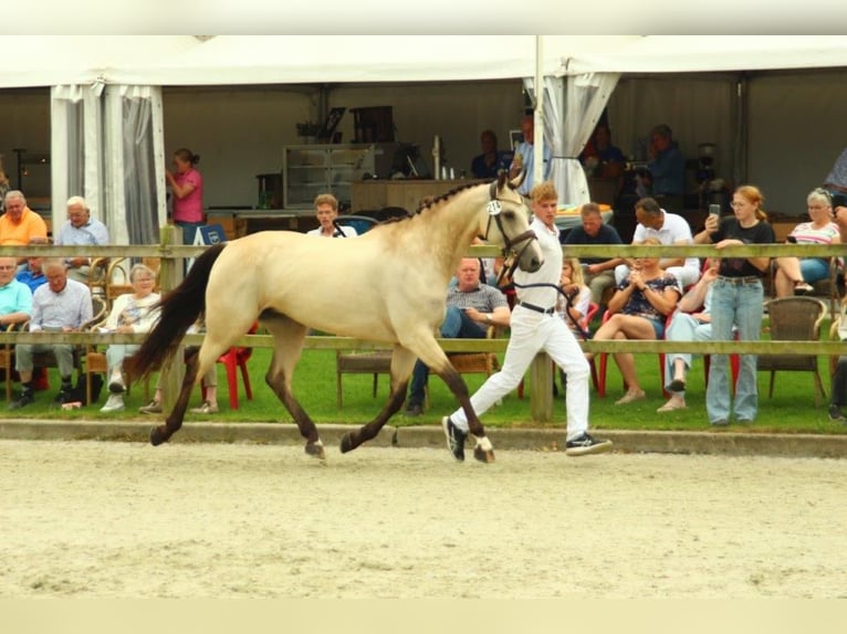 KWPN Jument 8 Ans 170 cm Buckskin in Wapse