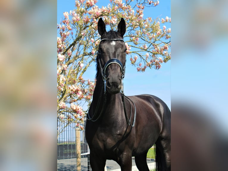 KWPN Jument 8 Ans 170 cm Noir in Groot-Ammers