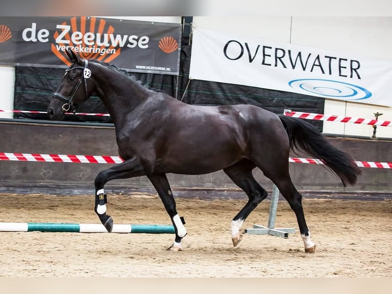 KWPN Jument 8 Ans 170 cm Noir in Groot-Ammers