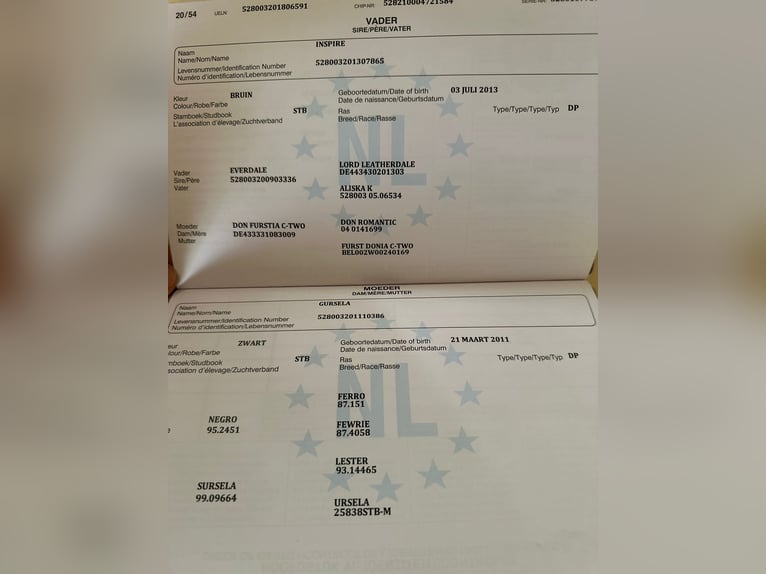 KWPN Jument 8 Ans 170 cm Noir in Kecskemét