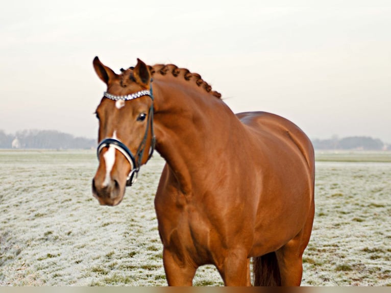 KWPN Jument 8 Ans 171 cm Alezan in Rijnsburg