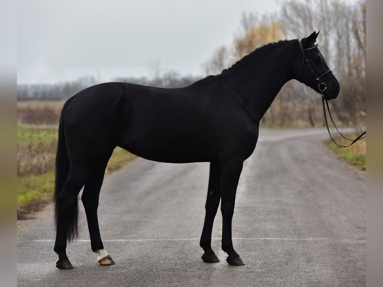 KWPN Jument 8 Ans 171 cm Noir in Csabacsűd