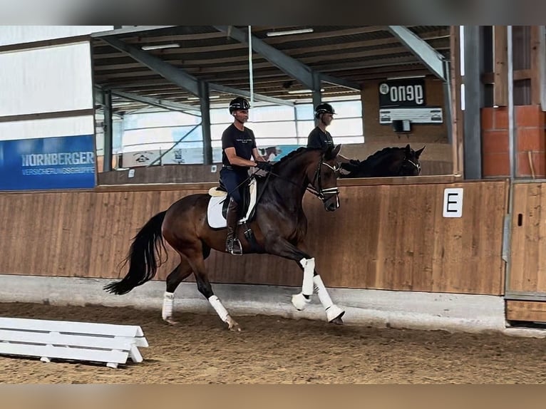 KWPN Jument 8 Ans 172 cm Bai brun in Gleichen