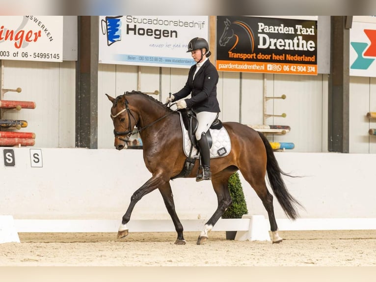 KWPN Jument 8 Ans 172 cm Bai cerise in Kecskemét