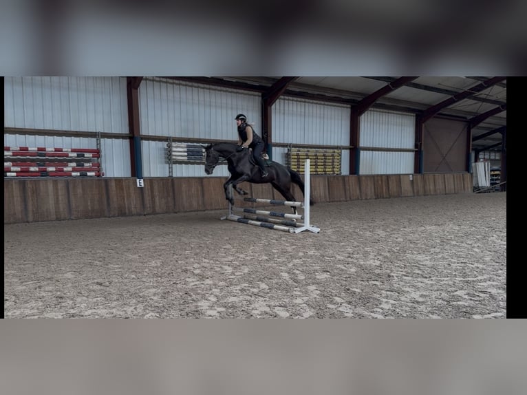 KWPN Jument 8 Ans 172 cm Noir in Oud Gastel