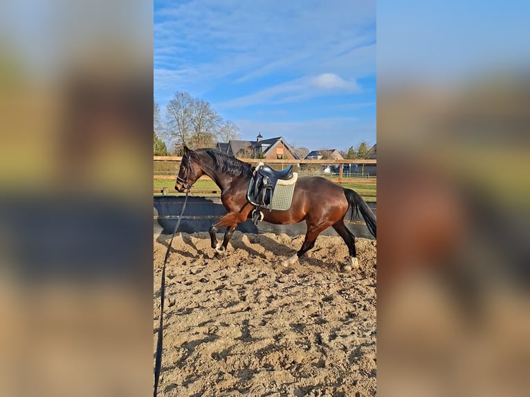 KWPN Jument 8 Ans 173 cm Bai brun in Belfeld