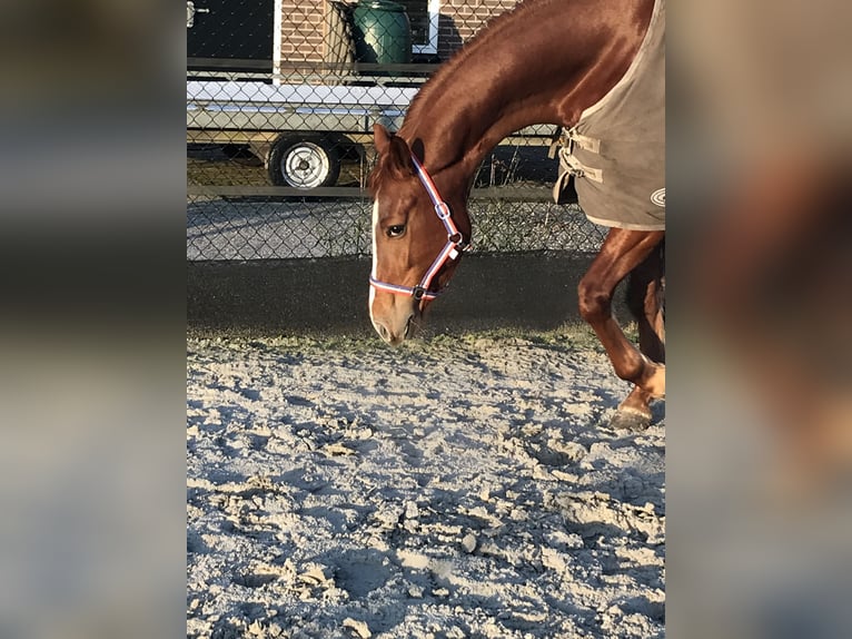 KWPN Jument 8 Ans 174 cm Alezan in Noordscheschut