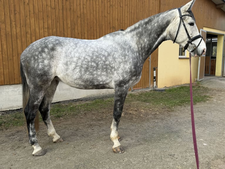 KWPN Jument 8 Ans 174 cm Gris in Coswig