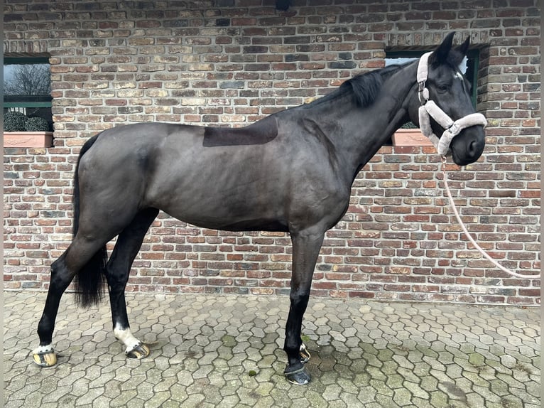 KWPN Jument 8 Ans 180 cm Bai brun foncé in Dormagen