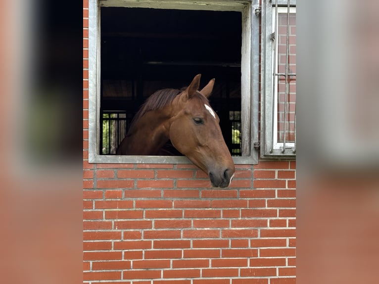 KWPN Jument 8 Ans Alezan in Lilienthal