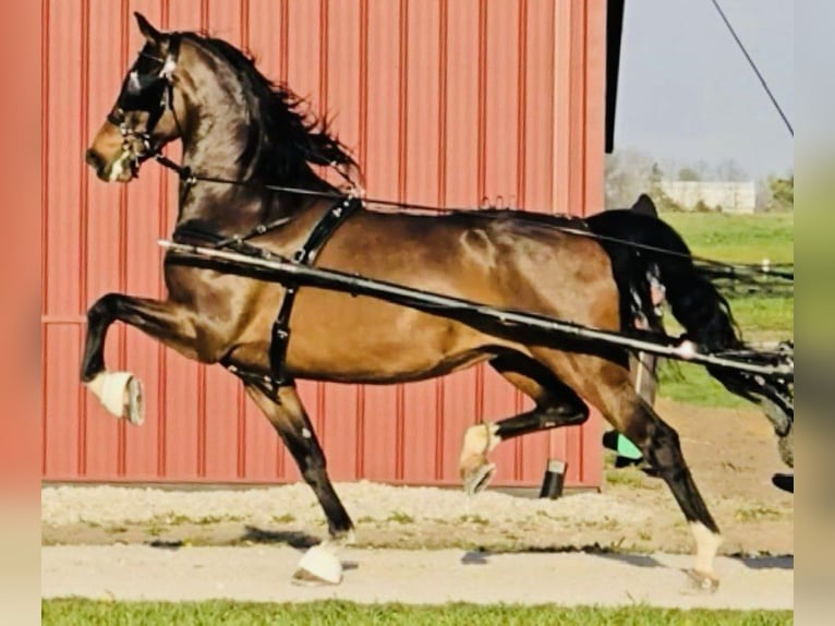 KWPN Jument 8 Ans Bai brun in Saint Clair, MI