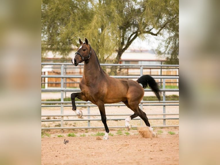 KWPN Jument 8 Ans Bai brun in Saint Clair, MI