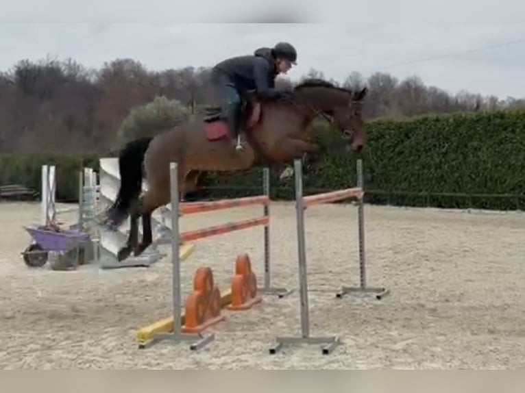 KWPN Jument 8 Ans Bai in Udine