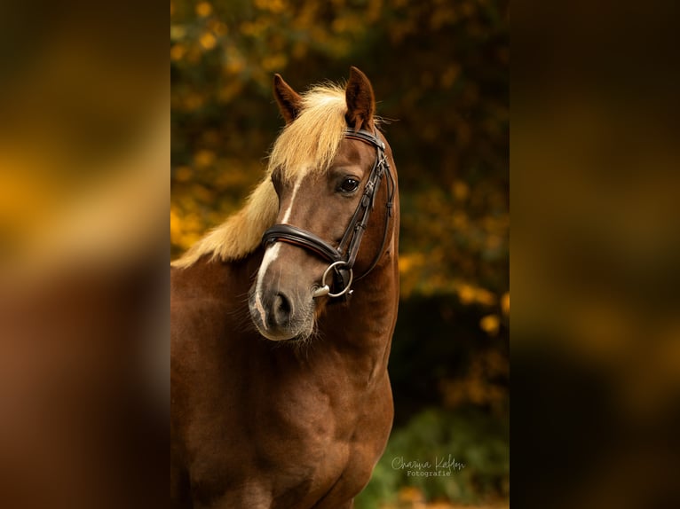KWPN Croisé Jument 9 Ans 136 cm Alezan brûlé in Roosendaal