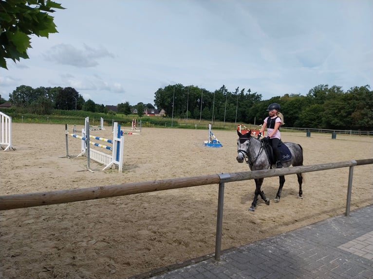 KWPN Croisé Jument 9 Ans 142 cm Gris pommelé in Goch