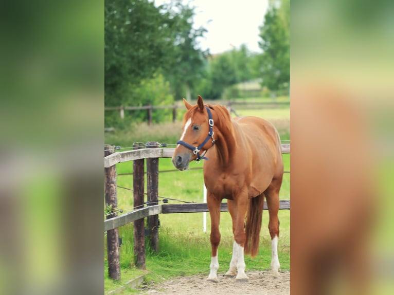 KWPN Jument 9 Ans 161 cm Alezan in Bruchterveld