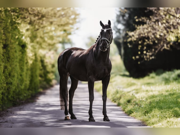 KWPN Jument 9 Ans 162 cm Noir in Windhagen