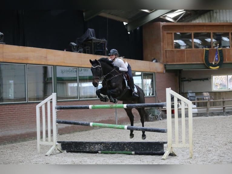 KWPN Jument 9 Ans 162 cm Noir in Wilnis