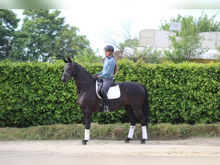 KWPN Jument 9 Ans 164 cm Noir in Bedburg-Hau