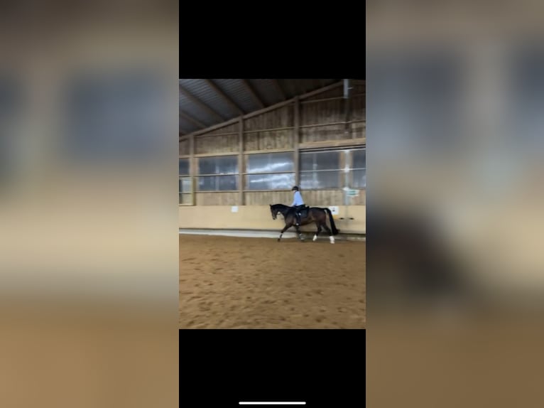 KWPN Jument 9 Ans 165 cm Bai brun in Elchingen