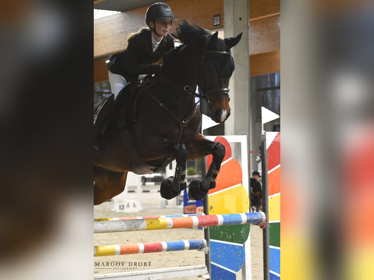 KWPN Jument 9 Ans 165 cm Bai brun in Heikruis