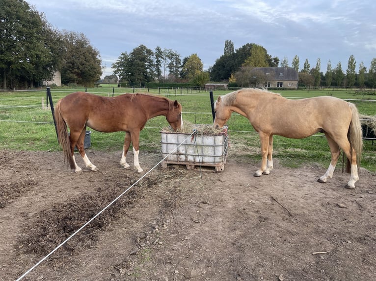 KWPN Jument 9 Ans 165 cm Noir in Gennep