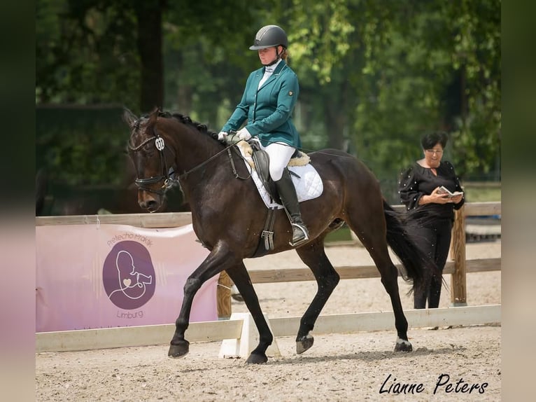 KWPN Jument 9 Ans 166 cm Bai brun foncé in Obbicht