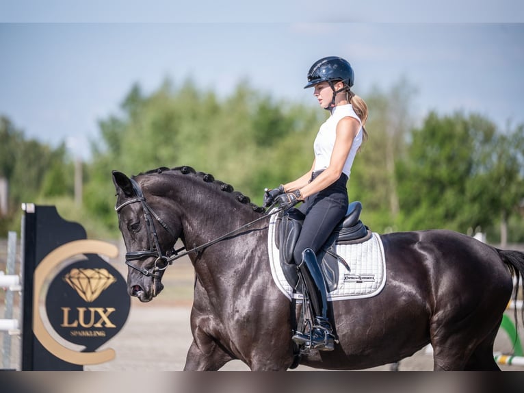 KWPN Jument 9 Ans 166 cm Noir in Heist op den Berg