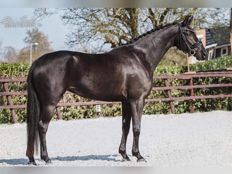 KWPN Jument 9 Ans 166 cm Noir in Lutten