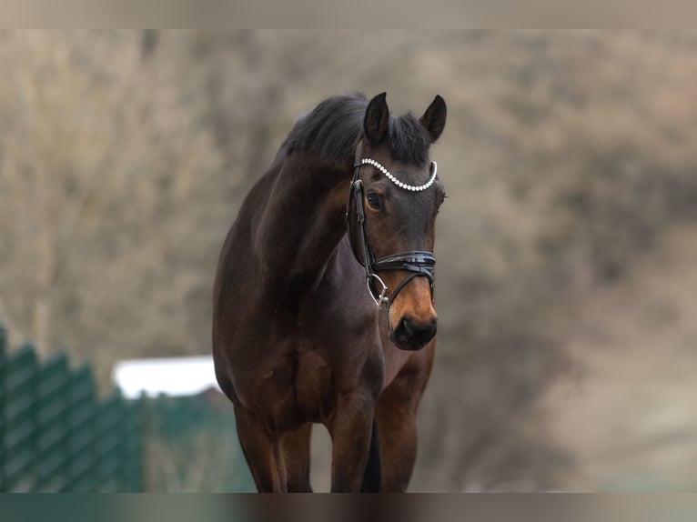 KWPN Jument 9 Ans 167 cm Bai brun in Windhagen