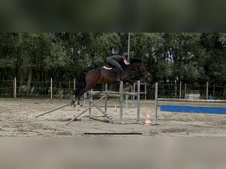 KWPN Jument 9 Ans 167 cm Bai brun in Aalst