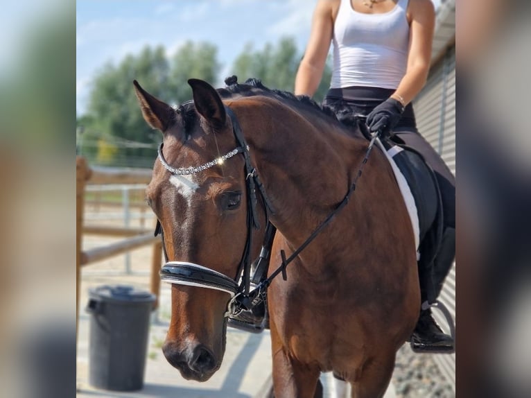KWPN Jument 9 Ans 167 cm Bai in Kaldenkirchen