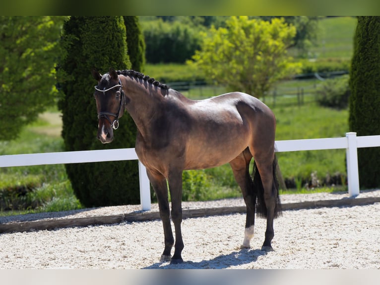 KWPN Jument 9 Ans 168 cm Bai brun foncé in Schwäbisch Hall