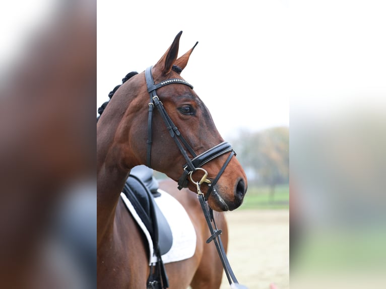 KWPN Jument 9 Ans 168 cm Bai in Haaksbergen