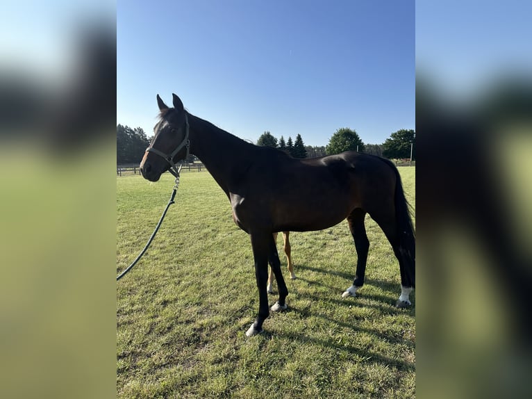 KWPN Jument 9 Ans 168 cm Bai in Niemegk