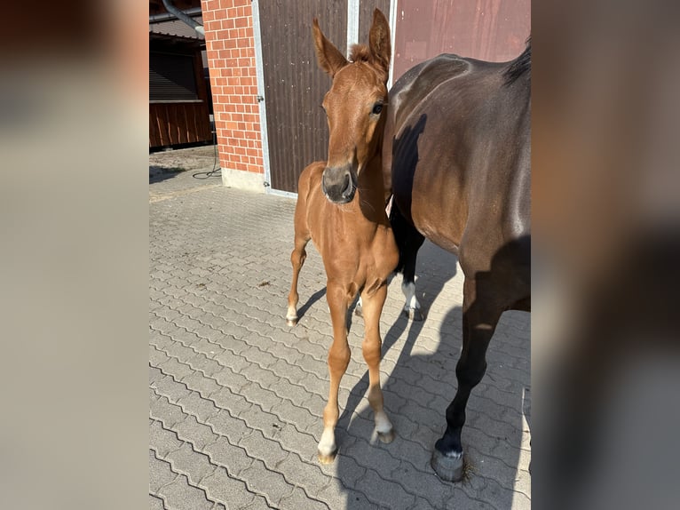 KWPN Jument 9 Ans 168 cm Bai in Niemegk