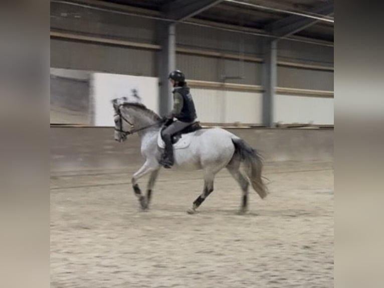 KWPN Jument 9 Ans 168 cm Gris moucheté in Aldenhoven