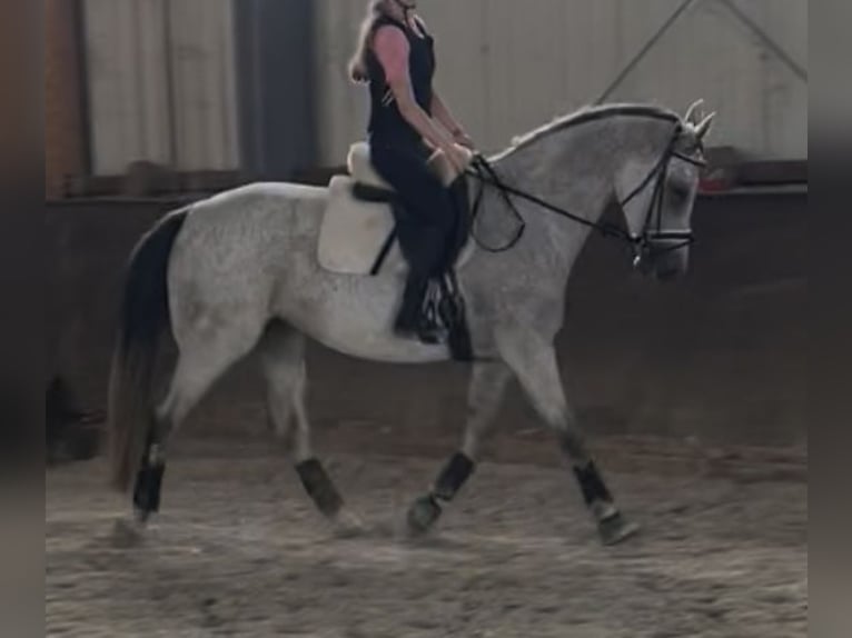 KWPN Jument 9 Ans 168 cm Gris moucheté in Aldenhoven