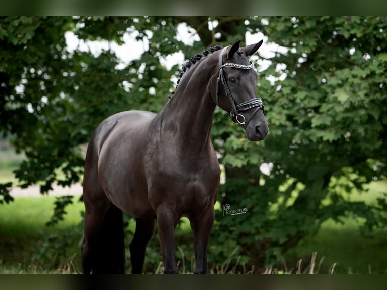 KWPN Jument 9 Ans 168 cm Noir in Peer