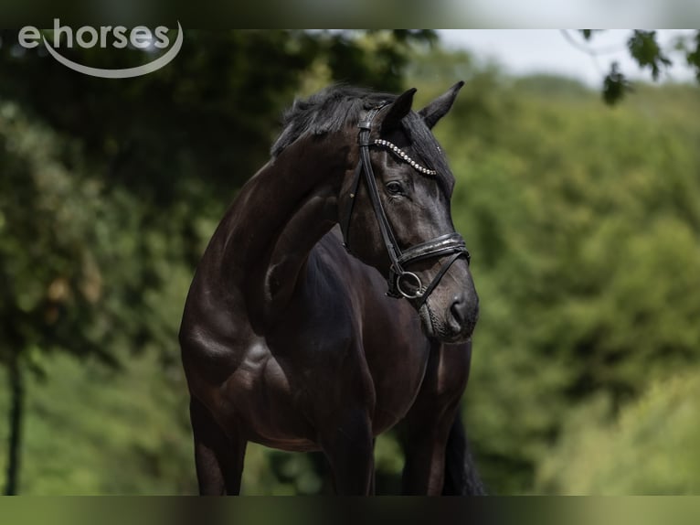 KWPN Jument 9 Ans 168 cm Noir in Windhagen