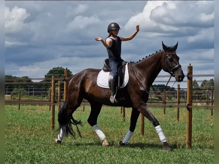KWPN Jument 9 Ans 169 cm Noir in Kaldenkirchen
