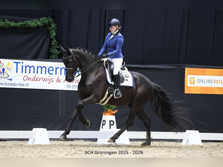 KWPN Jument 9 Ans 169 cm Noir in Strijen