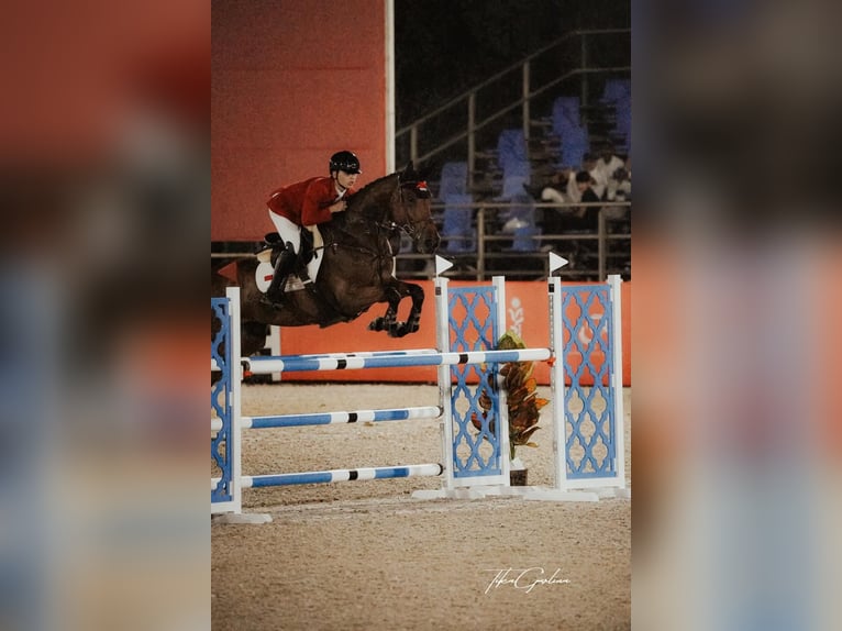 KWPN Jument 9 Ans 170 cm Bai brun in Mönchengladbach