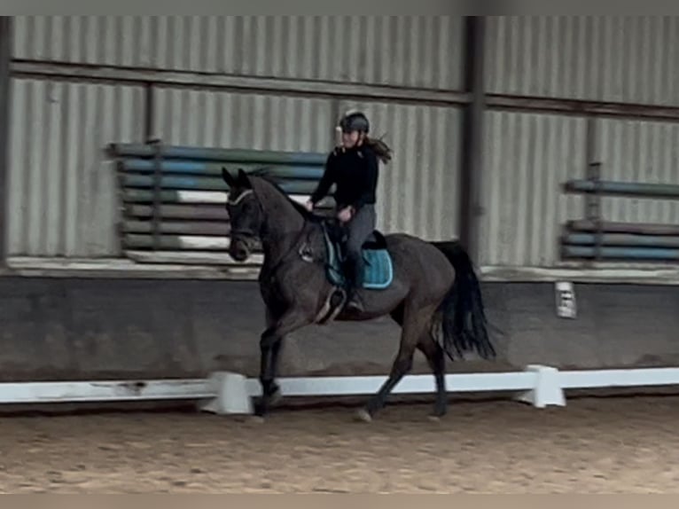 KWPN Jument 9 Ans 170 cm Bai brun in Oirsbeek