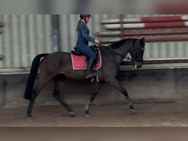 KWPN Jument 9 Ans 170 cm Bai brun in Oirsbeek