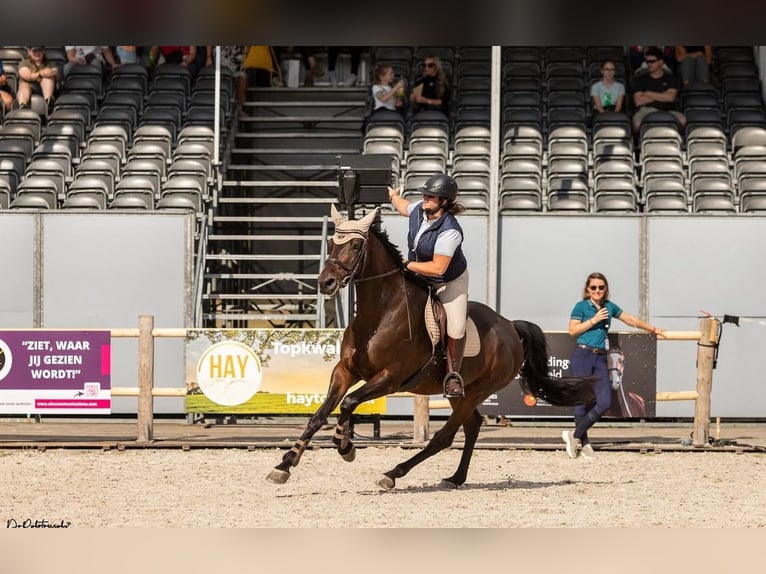 KWPN Jument 9 Ans 170 cm Bai brun in Oirsbeek