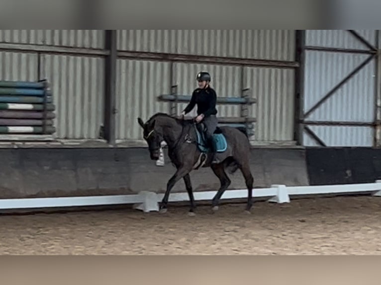 KWPN Jument 9 Ans 170 cm Bai brun in Oirsbeek