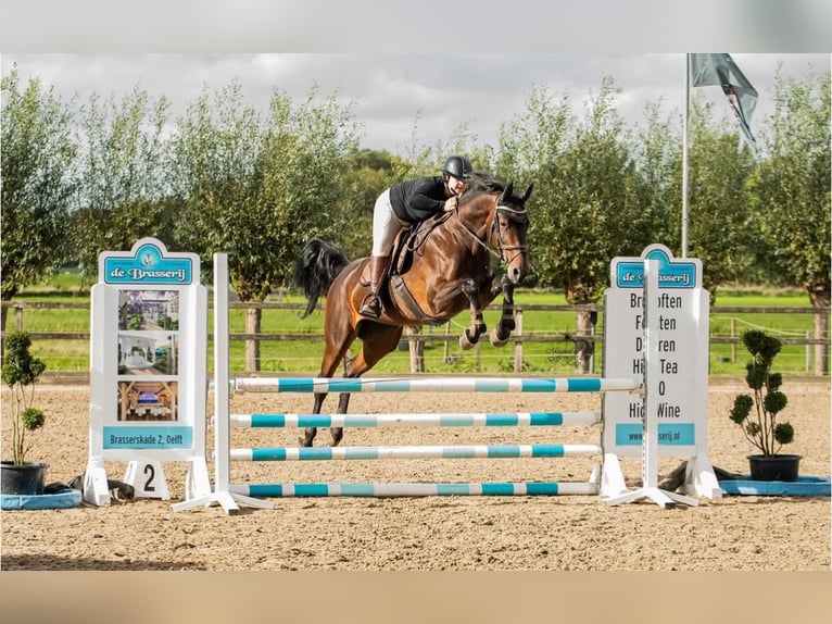 KWPN Jument 9 Ans 170 cm Bai brun in Oirsbeek
