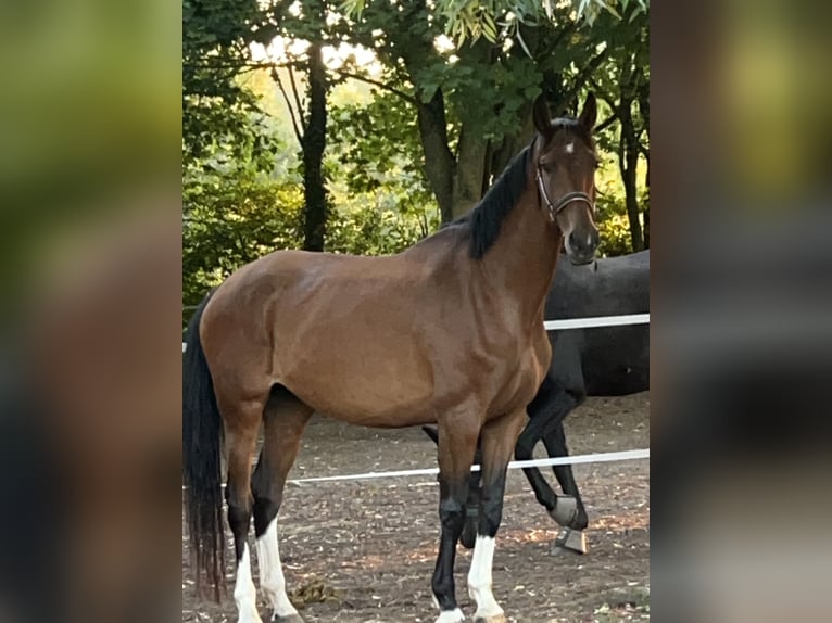 KWPN Jument 9 Ans 170 cm Bai in Bergen (Dumme) Bergen